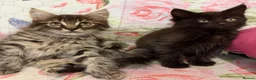 Maine Coon cats for sale: Maine Coon Absolutely  beautiful Kittens for Sale  - Advert 9