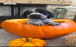 Cocker Spaniel dogs for sale: 2 blue roan cocker spaniel puppies &tri colour pup - Image 2