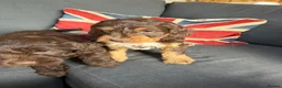 Cockapoo dogs for sale: Italian Cockerpoos - Advert 4