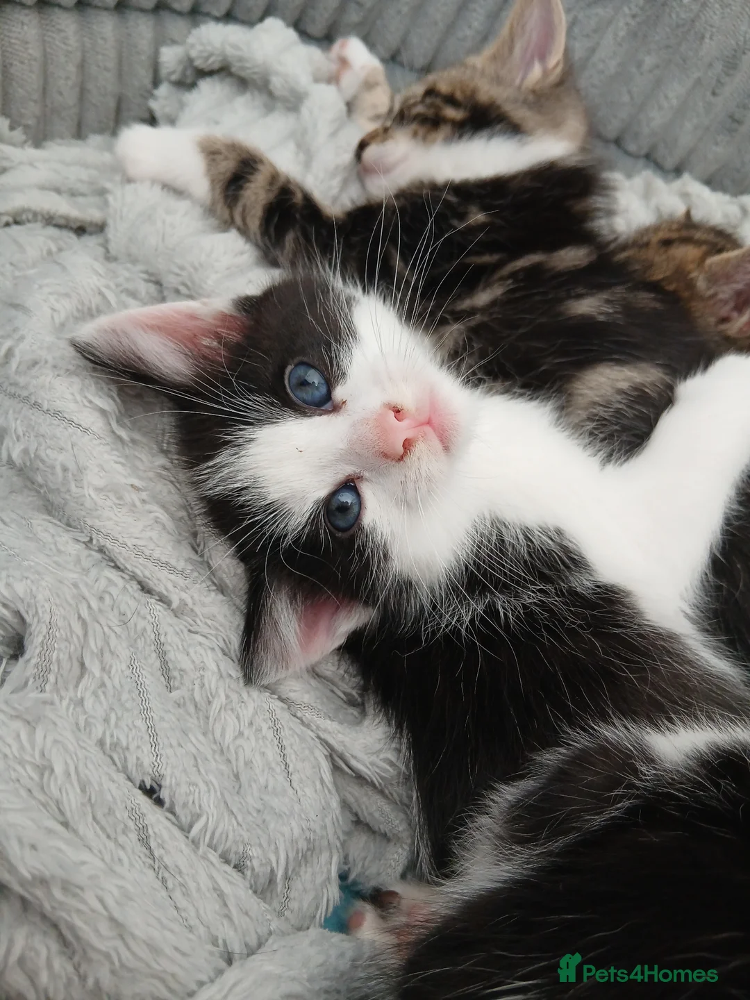 Bengal cats for sale: 8 1/2 week old Snow Lynx Bengal cross kittens - Advert 2