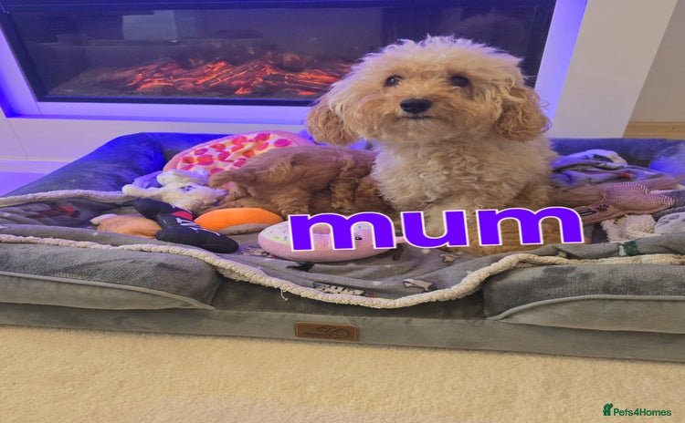 Maltipoo dogs - Advert 1