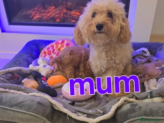 Maltipoo dogs for sale - Advert 1