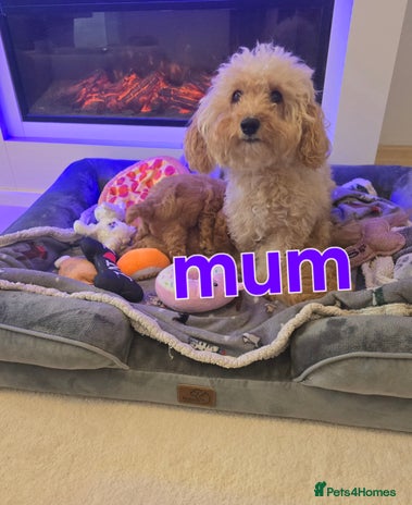 Maltipoo dogs - Advert 1