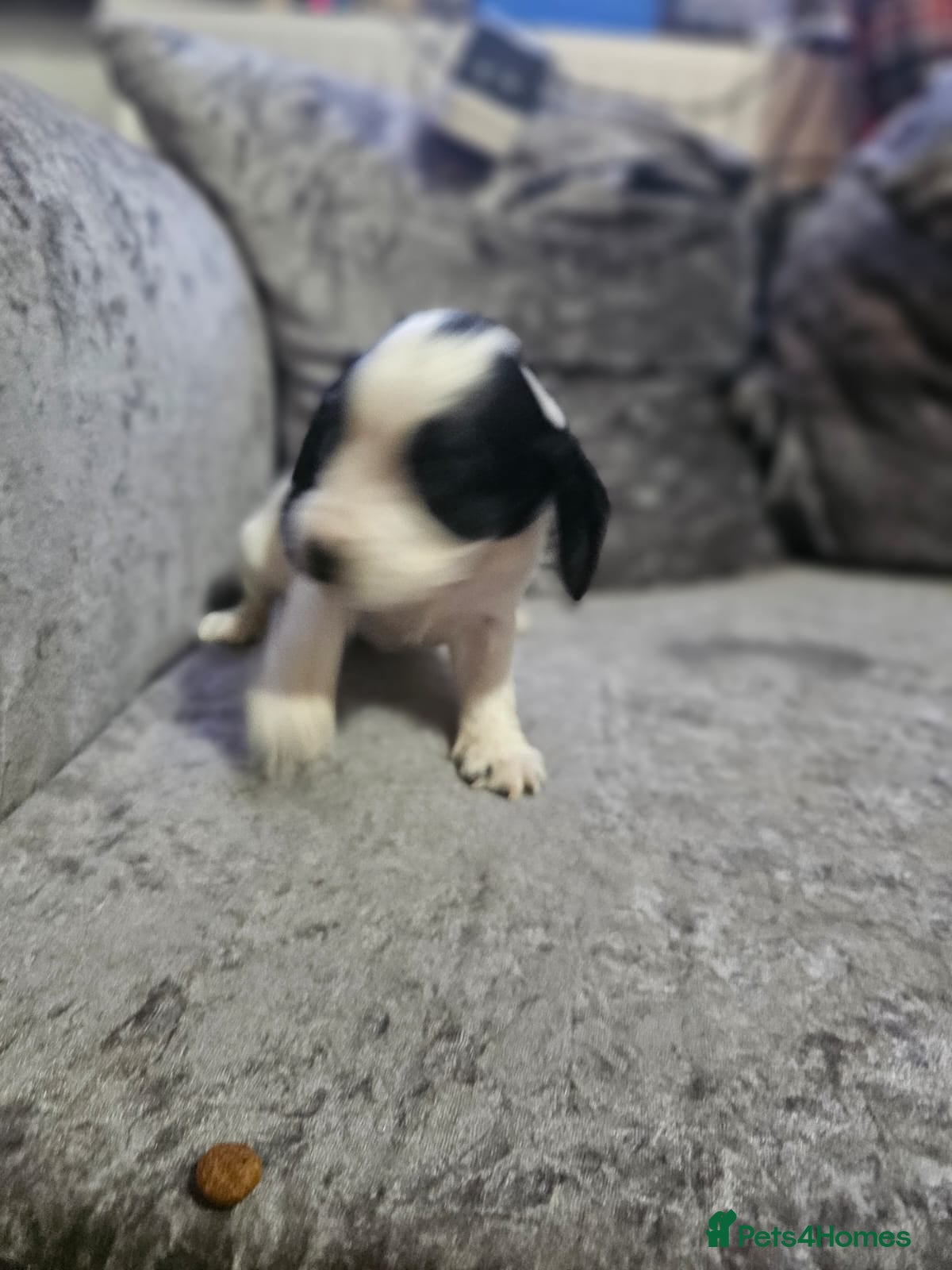 Cocker Spaniel dogs for sale: cocker spaniel puppies - Advert 7