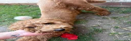 Cockapoo dogs for sale: Male cockapoo 1 year old  - Advert 3