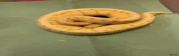 Python Snake reptiles for sale: Ball pythons  in Tredegar - Advert 3