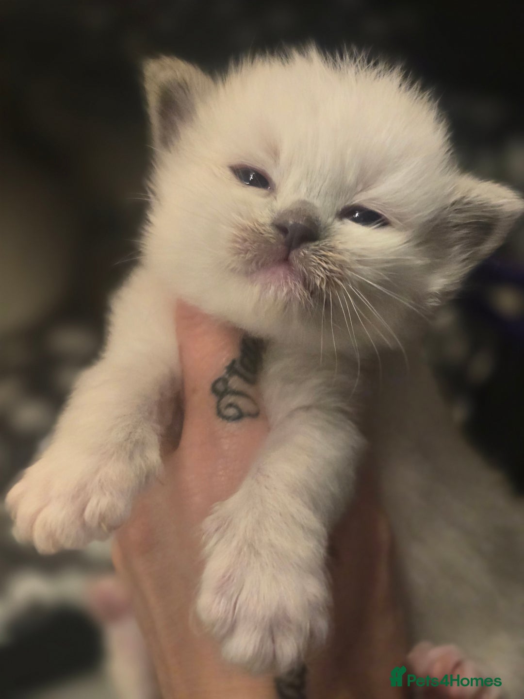 Ragdoll cats for sale: Precious GCOF Registered Ragdoll Kittens - 3 Boys - Advert 5