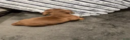 Miniature Dachshund dogs for sale: 6 Beautiful Purebred Miniature Dachshunds  - Advert 20