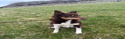 Border Collie dogs for sale: 2 failed sheepdog and 1 potential worker  - Advert 2