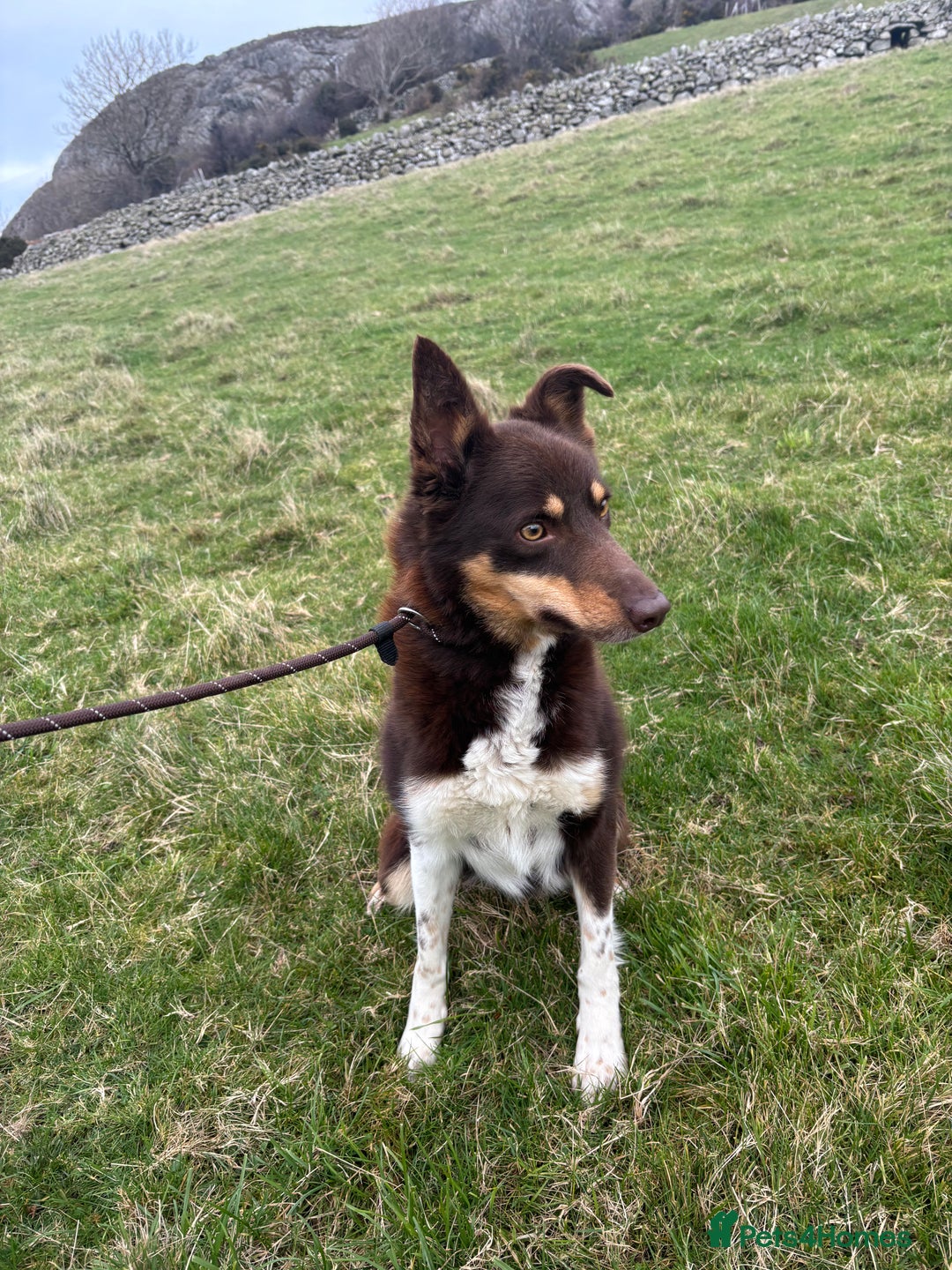 Border Collie dogs for sale: 2 failed sheepdog and 1 potential worker  - Advert 2