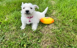 West Highland Terrier dogs for sale: White West Highland Terrier Puppy - Image 6