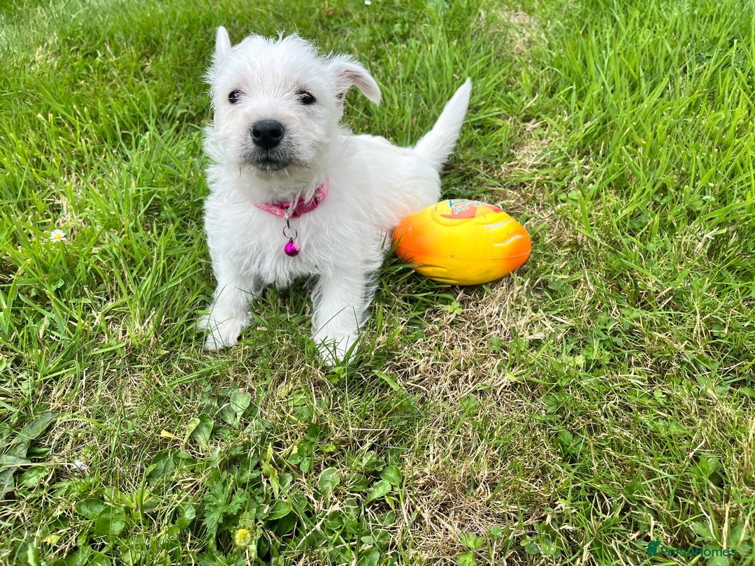 West Highland Terrier dogs for sale: White West Highland Terrier Puppy - Image 6