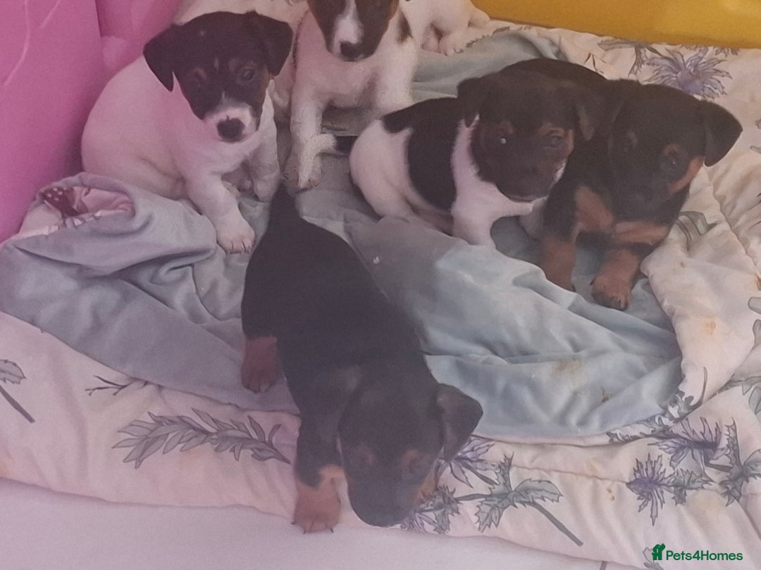 Jack Russell dogs for sale: Jack Russell pups - Image 17