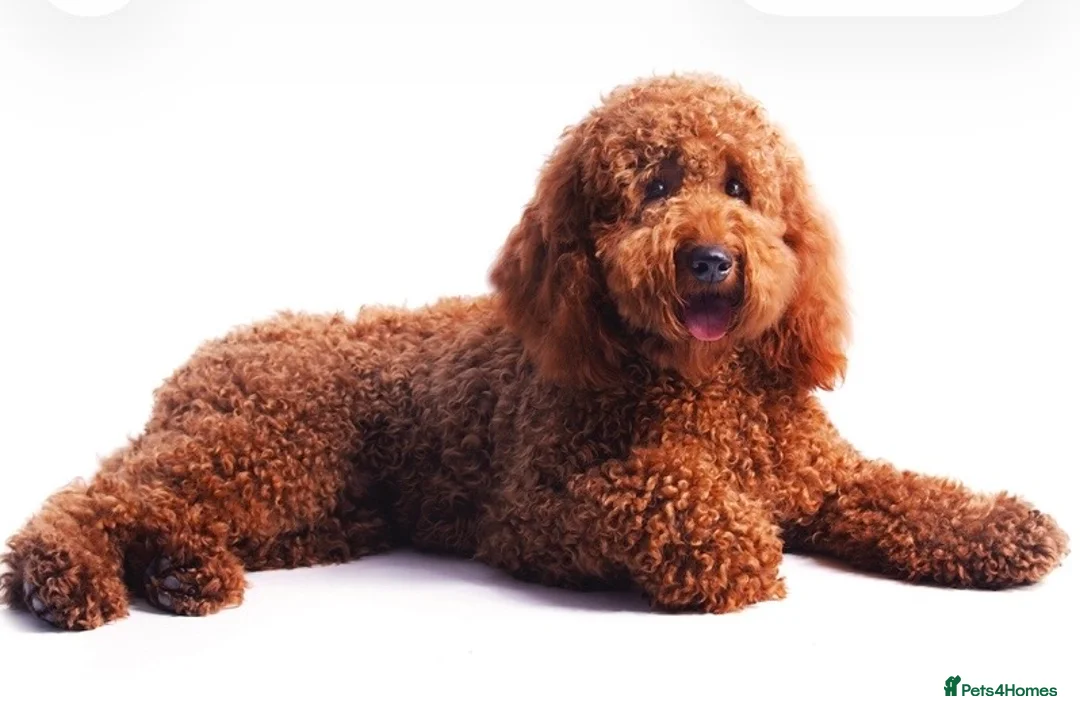 Cockapoo dogs for sale: Health tested F1B black female cockapoo  - Advert 8