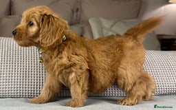 Goldendoodle dogs for sale: Hereditary clear mum. Fully hip elbow and DNA Dad. - Image 30
