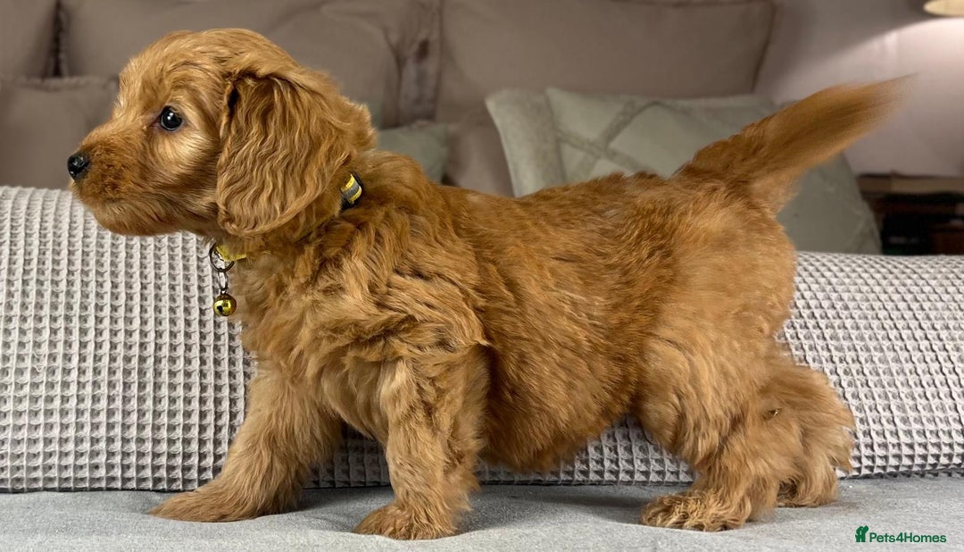 Goldendoodle dogs for sale: Hereditary clear mum. Fully hip elbow and DNA Dad. - Image 30