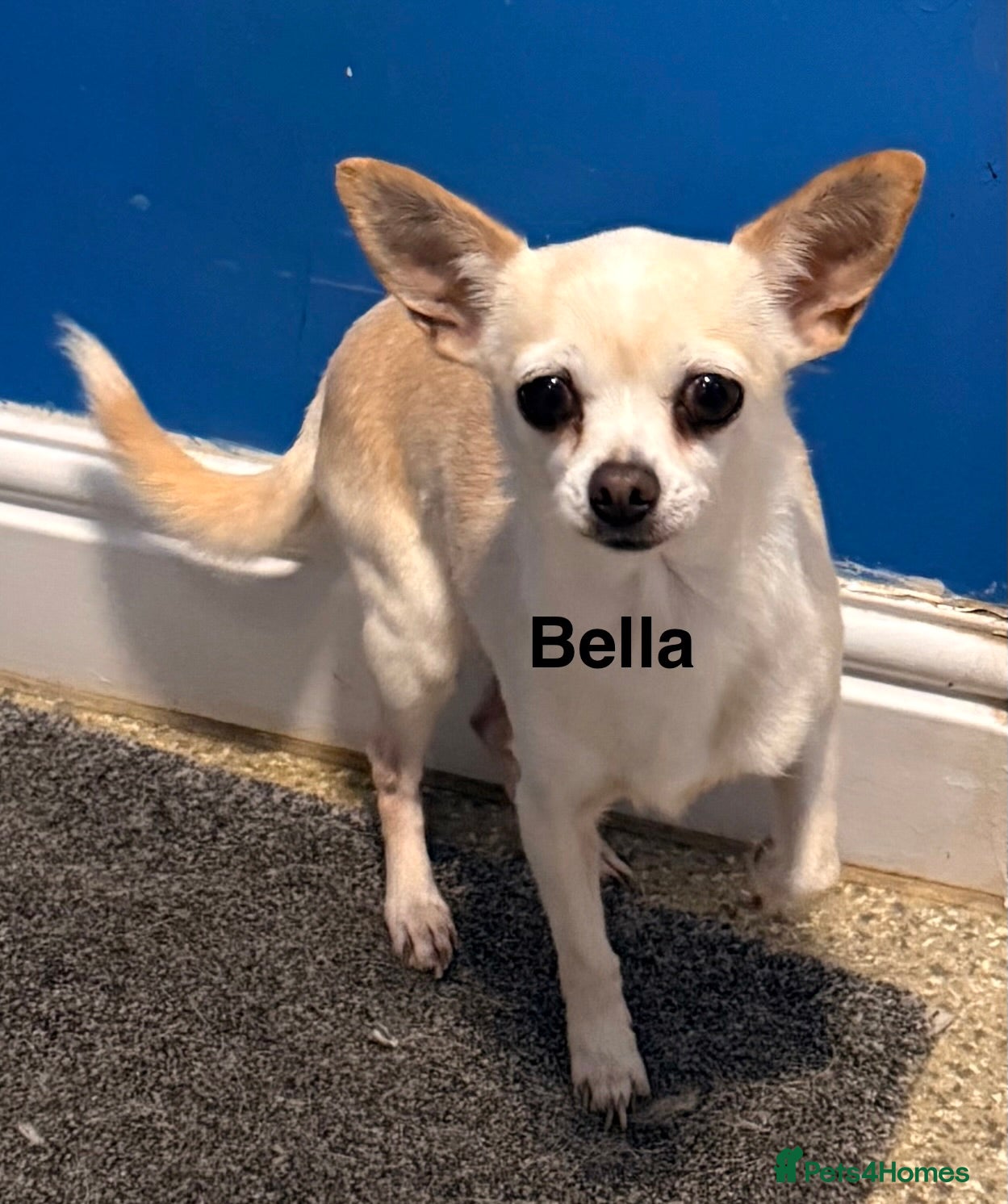 Chihuahua dogs Bella  - Advert 1