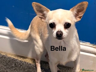 Chihuahua dogs Bella - Advert 1