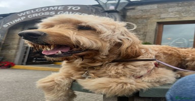 Irish Doodle dogs - Advert 5