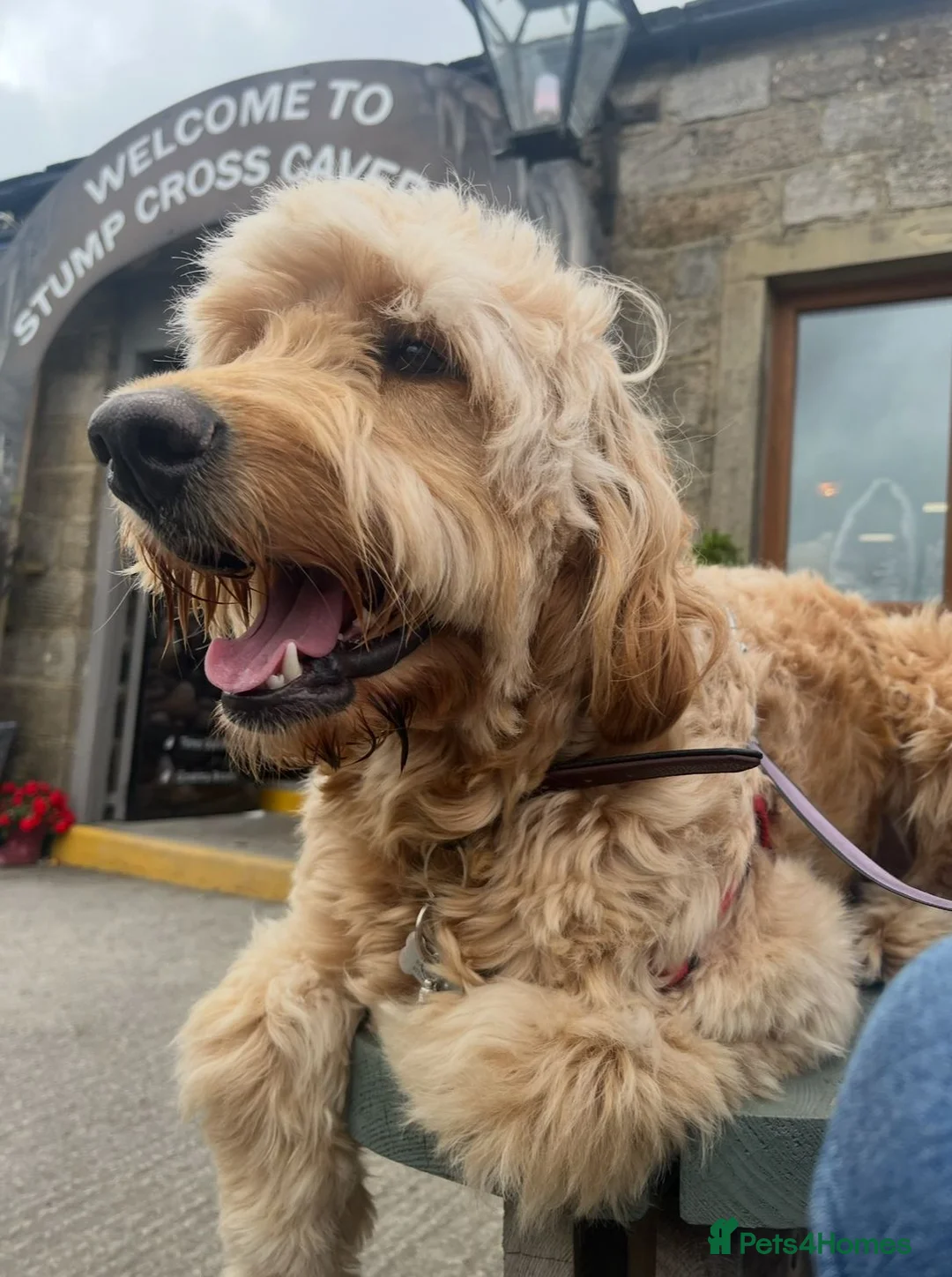 Irish Doodle dogs for stud: Max for stud  - Advert 3