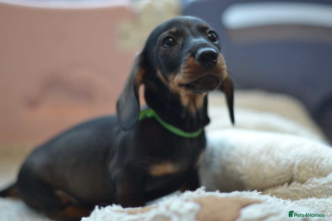 Miniature Dachshund dogs for sale: KC reg miniature wire haired dachshund puppies - Image 7