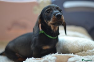 Miniature Dachshund dogs - Advert 2