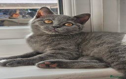Brazilian Shorthair cats for sale: British short hair kittens  - Image 3