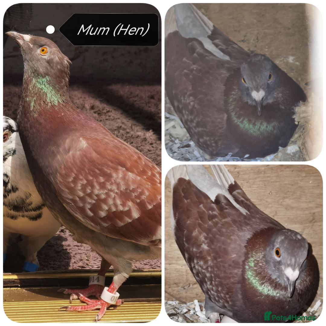 Pigeons birds for sale: Pigeon (Ash Red Check) - [Semi Hand-Raised Baby] - Image 10