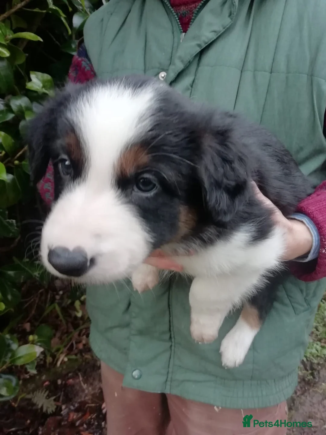 Border Collie dogs for sale: Adorable Border Collies for Sale - Advert 7