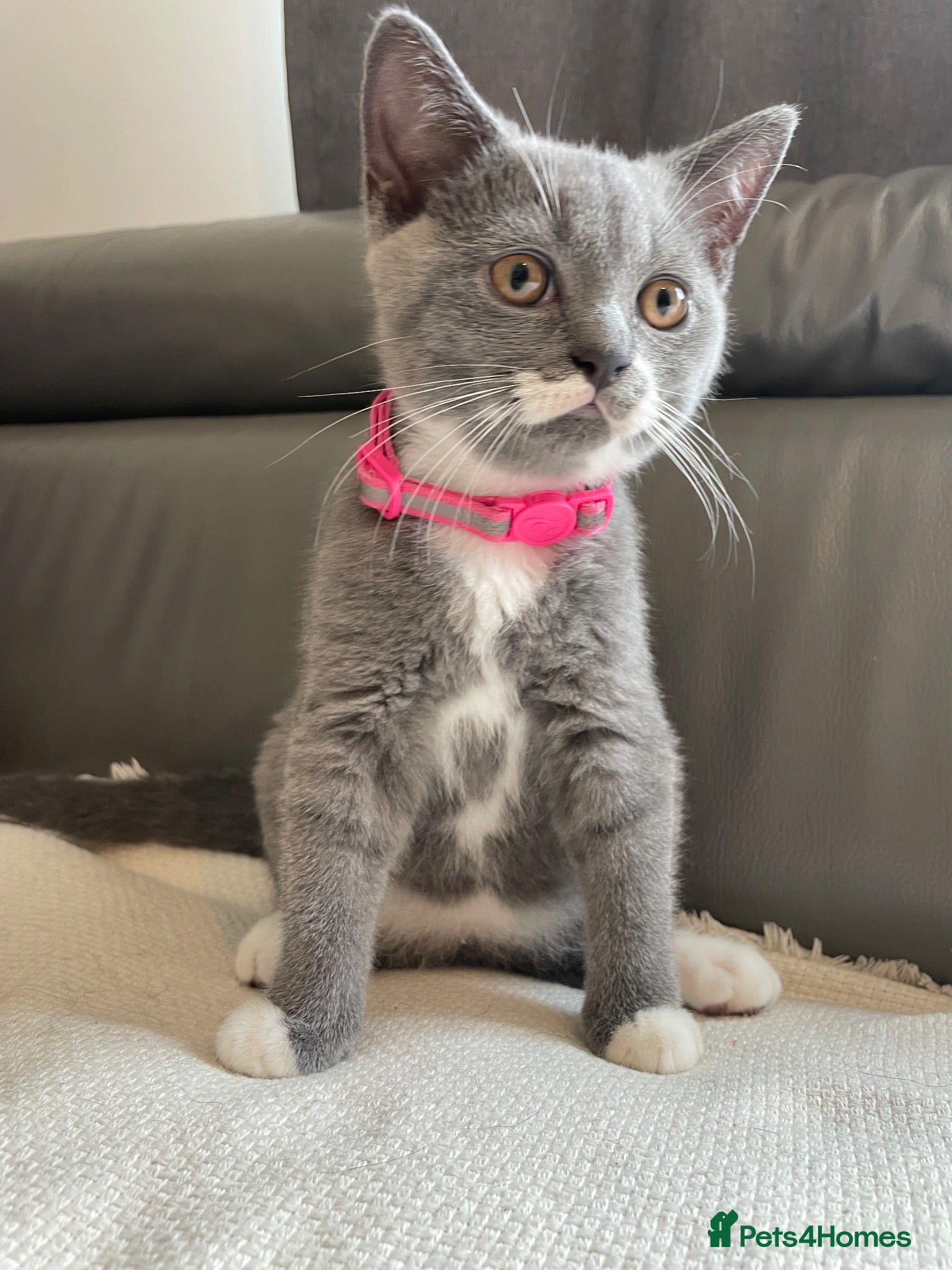 British Shorthair cats Champion Line British shorthair girl - Advert 1