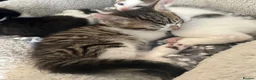 Mixed Breed cats for sale: Kittens/cats looking for their forever home in Luton - Advert 7