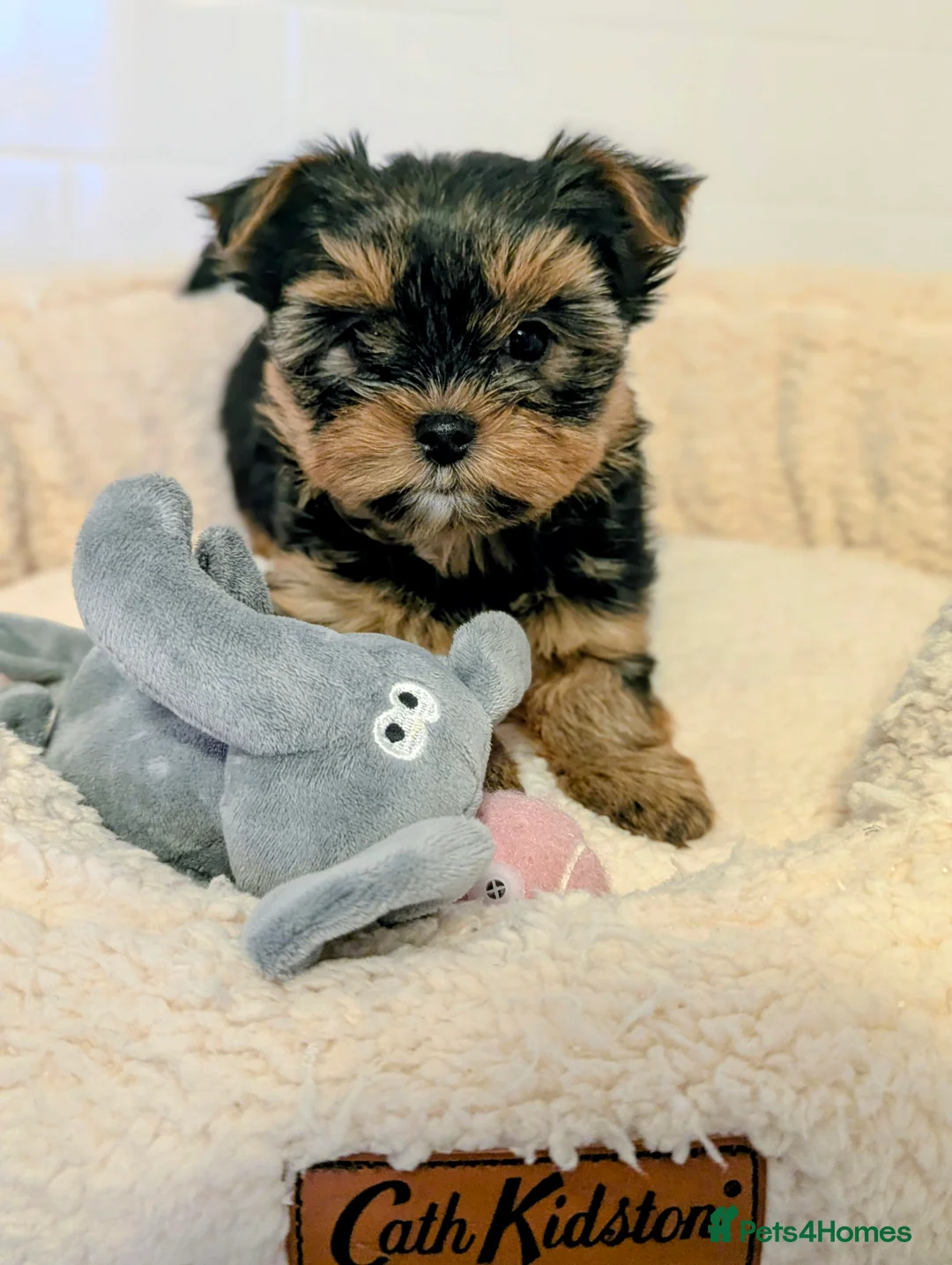 Yorkshire Terrier dogs for sale: Little bundles of joy available  - Advert 8