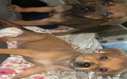 Mixed Breed dogs for sale: Two pretty pups for sale who deserve the best - Image 3