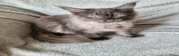 Maine Coon cats for sale: Black smoke female - Advert 3