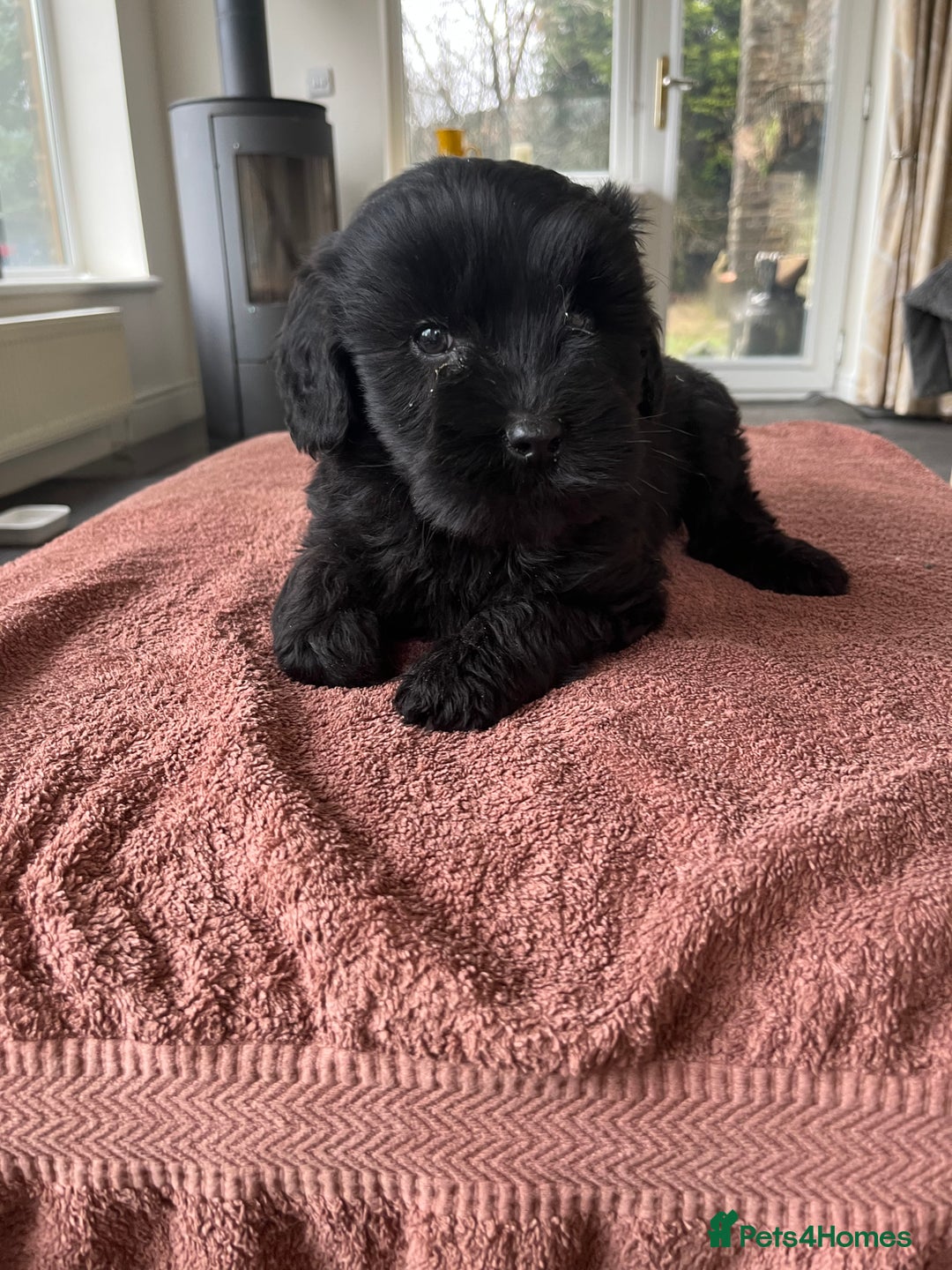 Labradoodle dogs for sale: Beautiful healthy Labradoodle Puppied - Advert 23