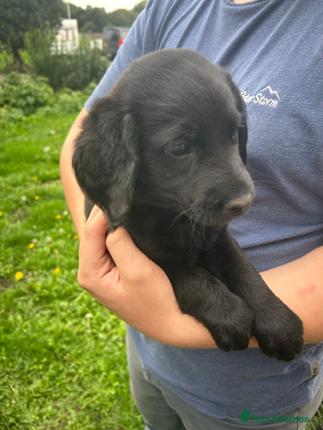 Labradoodle dogs for sale: Ready to go! Fantastic F1 Labradoodles (black) - Image 21