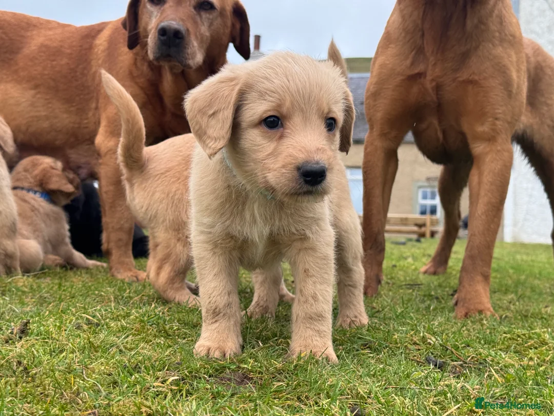 Labradoodle dogs for sale: Labradoodle F1 Puppies Health Tested Parents   - Advert 20