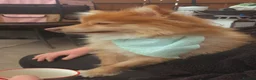 German Spitz dogs for sale: Beautiful small red male (Bruce ) in Barnsley - Advert 4