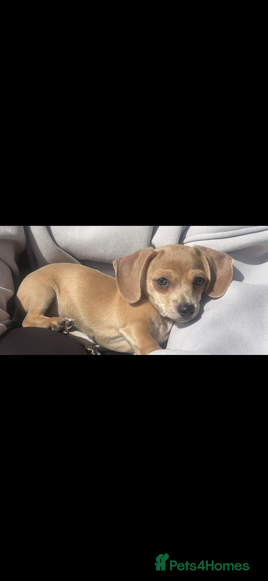Chiweenie dogs Gorgeous Chiweenie’s Looking for Loving Homes!  - Advert 2