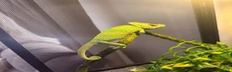 Chameleon reptiles for sale: Young male Yemen Chameleon with full set up  - Advert 3