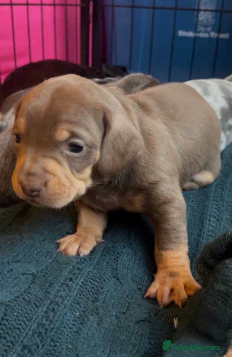 Mixed Breed dogs Beautiful French Weiner puppies 🩷🩵 - Advert 2