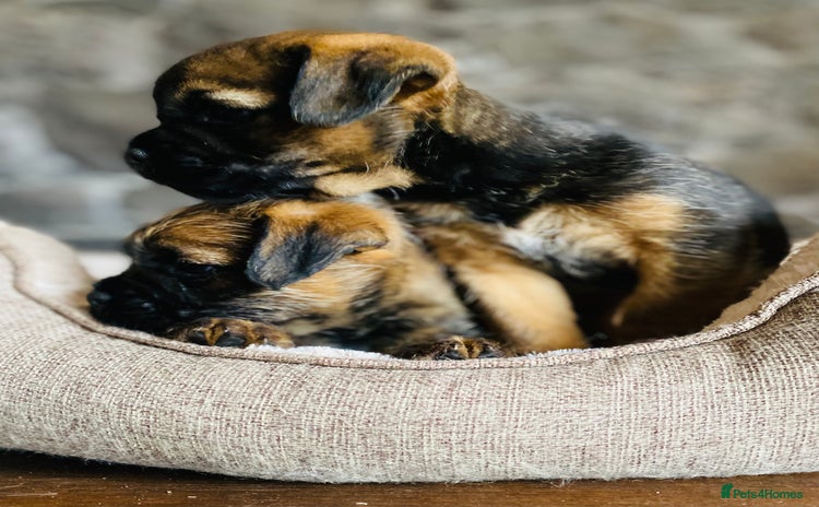 Border Terrier dogs - Advert 1