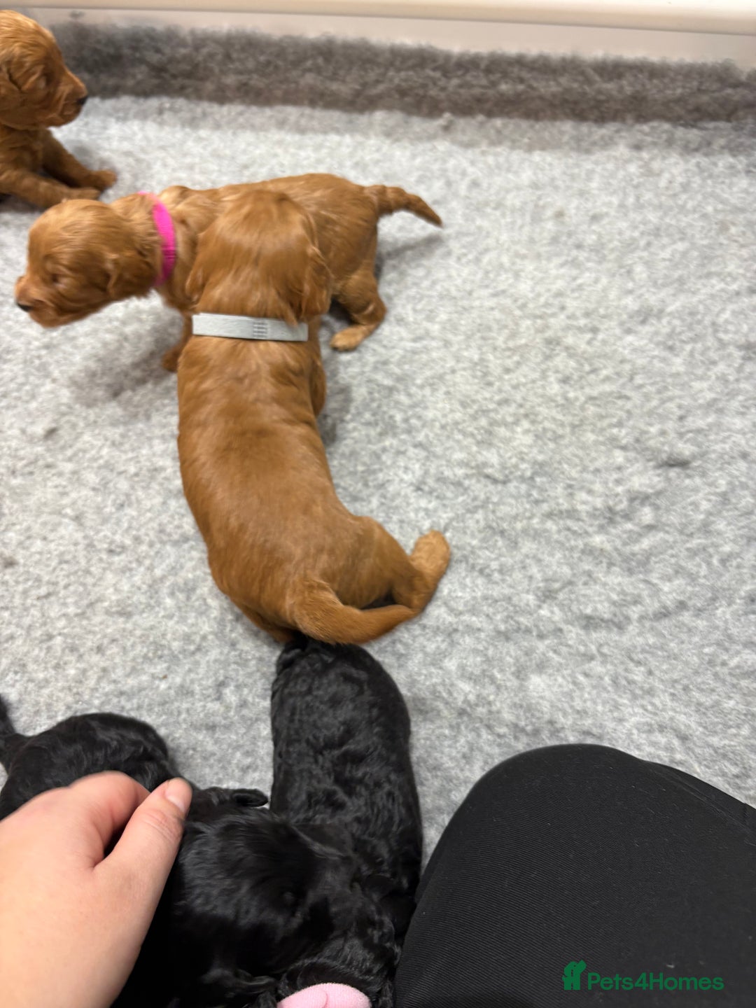 Cockapoo dogs for sale: Beautiful F1B Cockapoo Puppies - Advert 10