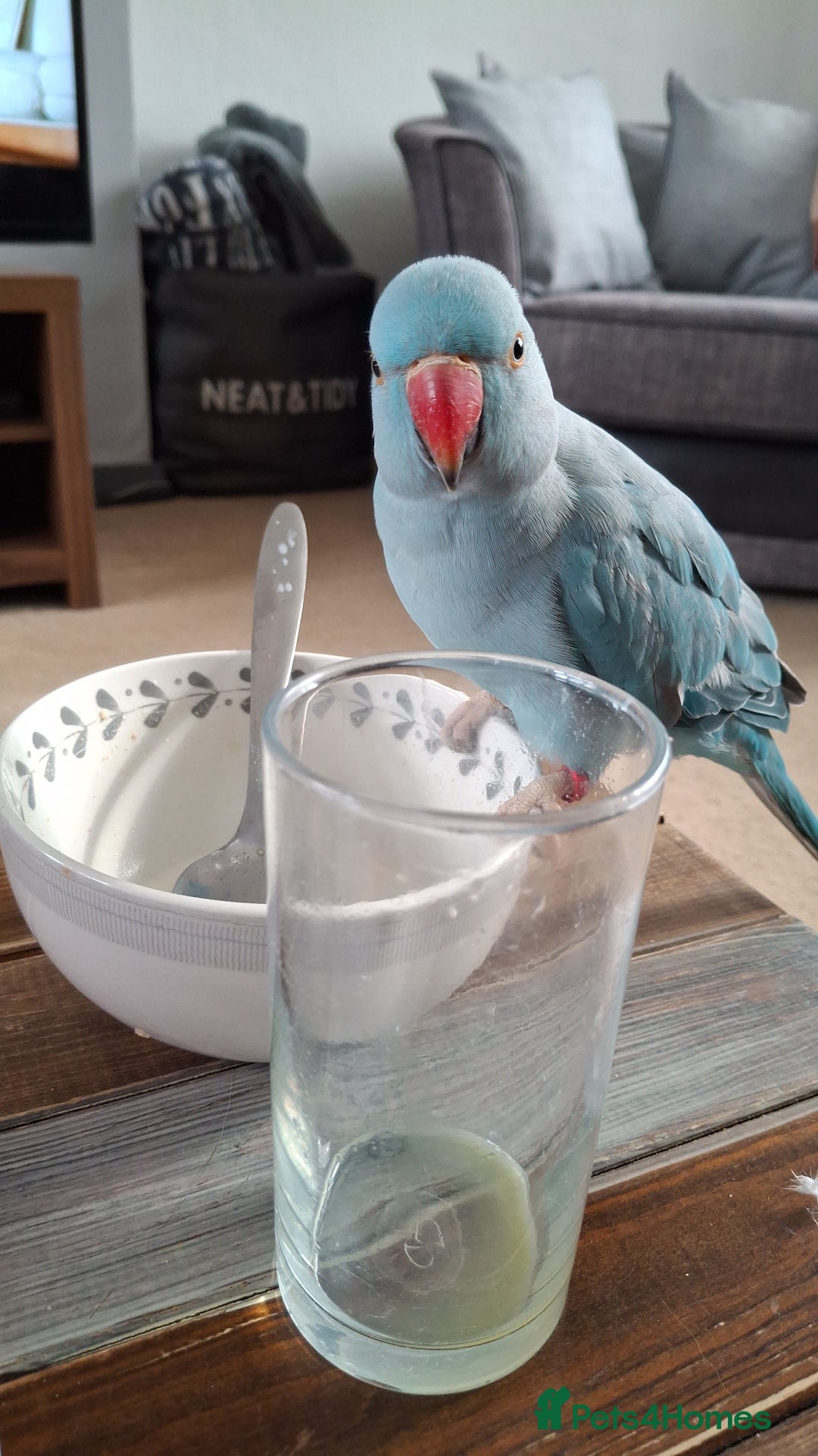 Ringnecks birds for sale: Indian Ringneck - Advert 2