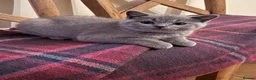 British Shorthair cats for sale: LAST KITTEN  GCCF Reg.  sweetest nature  - Advert 7