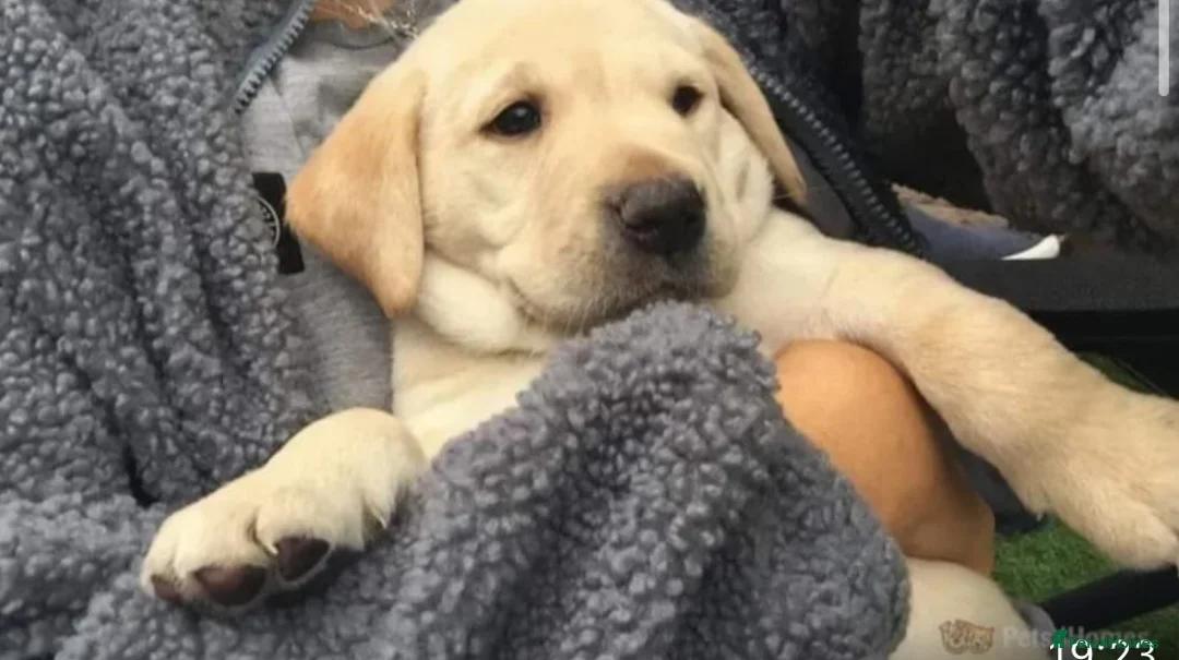 Labrador Retriever dogs for stud: 🐶✨KC reg handsome boy for stud✨🐶 in Blackburn - Advert 10