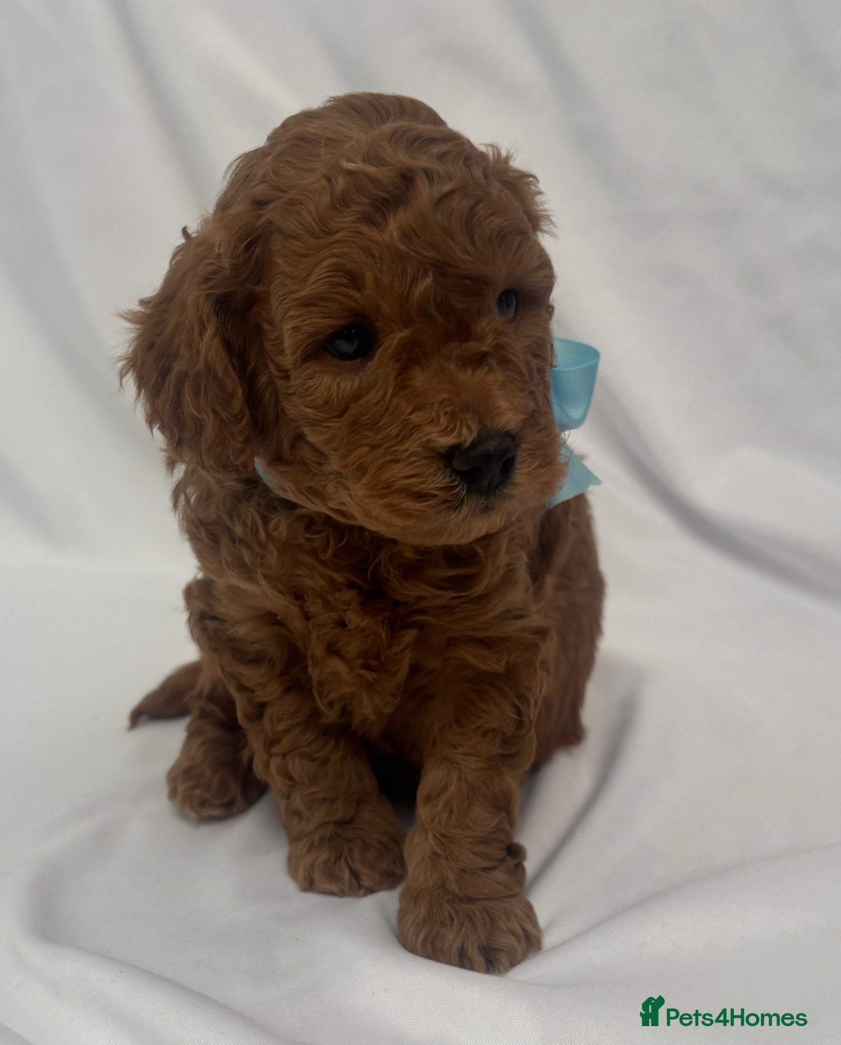 Cavapoo dogs Extensively Health Tested Toy Red Cavapoos - Advert 1