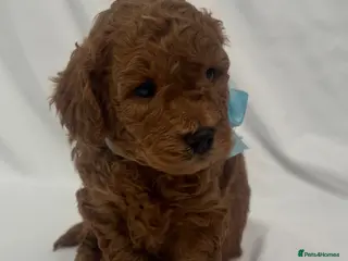 Cavapoo dogs Extensively Health Tested Toy Red Cavapoos - Advert 1