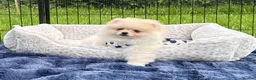 Pomeranian dogs for sale:  Rare colour Russian line Teddy Bear Pom Puppies ✨ - Advert 16