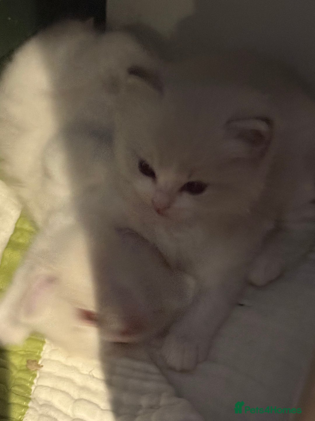 Ragdoll cats for sale: Beautiful Fluffy Ragdoll Kittens –One Boy&One Girl - Advert 7